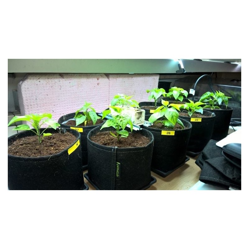 Fabric Pot vaza 15L